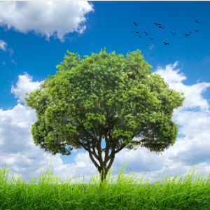 Profile photo of Natalie Guaman